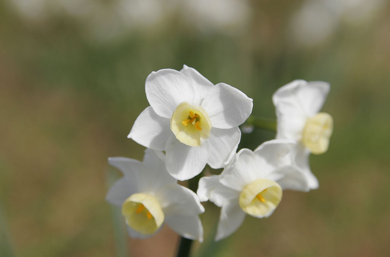 1280px-Jonquil_flowers_at_f5