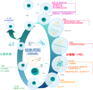 723px-Animal_cell_cycle_zh-hans.svg