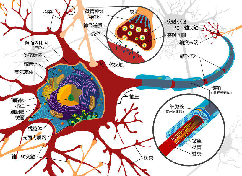 819px-Complete_neuron_cell_diagram_zh.svg