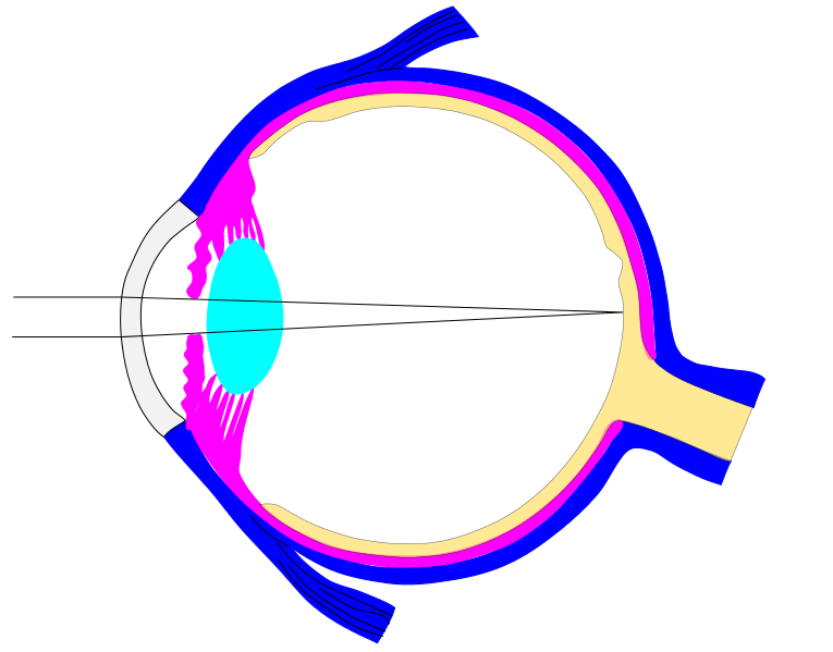 Editable_ray_diagram_of_eye_v0.svg