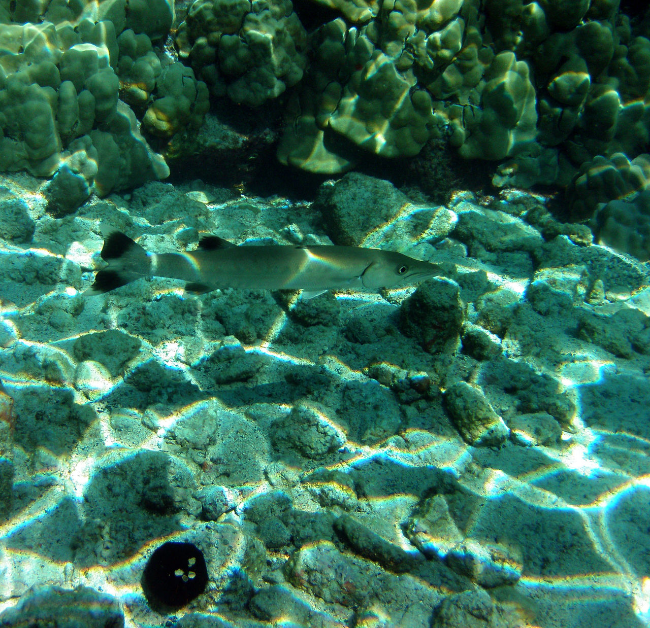 Great_Barracuda,_corals,_sea_urchin_and_Caustic_(optics)_in_Kona,_Hawaii_2009