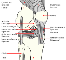 Knee_diagram.svg