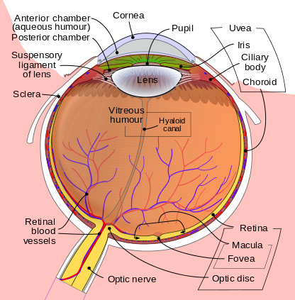 Schematic_diagram_of_the_human_eye_en.svg