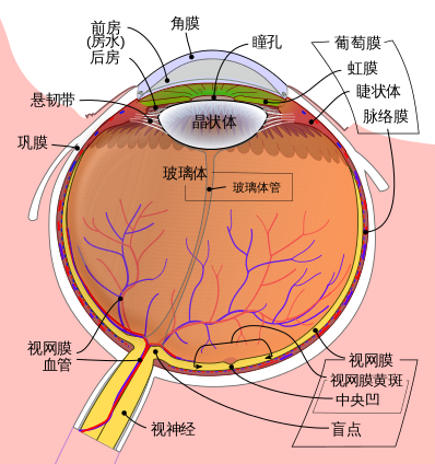 Schematic_diagram_of_the_human_eye_zh-hans.svg