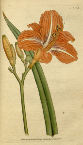 The_Botanical_Magazine,_Plate_64_(Volume_2,_1788)