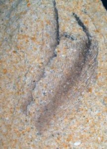 巨型企鵝化石